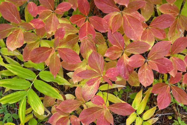 OR, Rogue River NF Dogwood leaves in autumn